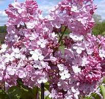 Сирень (Syringa) обыкновенная Мейденс Блаш d9 h15-25 18шт