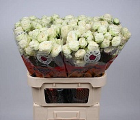Роза кустовая Astaea дл.70 10шт