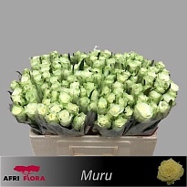 Роза Muru дл.50 10шт
