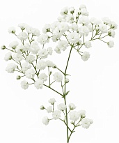 Гипсофила Белая (К) дл.70 (500г/уп) 1уп