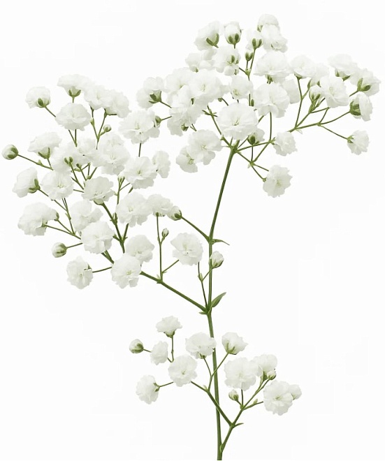 Гипсофила Белая (К) дл.70 (500г/уп) 1уп