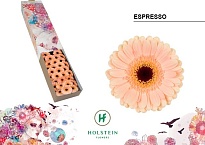 Гербера mini Espresso 30шт