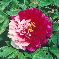 Пион Сестры Киао древовидный/Цв.Кор.