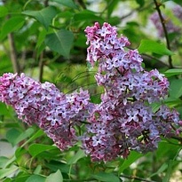 Сирень Hugo Koster 10шт