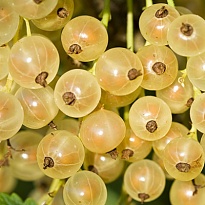 Смородина Уральская белая/ЦКор 1шт