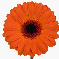 Гербера Mini Allure 30 шт