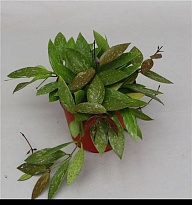 Хойя Грациллис d12 h20 6шт