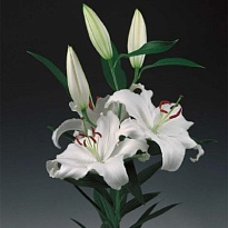 Лилия Or. Santander 5+ 10шт