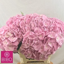 Гортензия Margarita Pink дл.60 d20-21 1шт