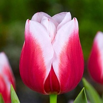 Тюльпан Датч Дизайн 10шт