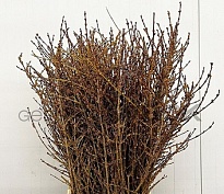 Форзиция пучок дл.100 1шт