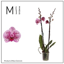 Орхидея Фален. Месмерион 2ст d12 h70 10шт