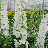 Дельфиниум Centur White 10шт