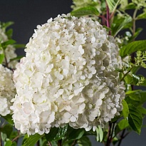 Гортензия (Hydrangea) метельчатая Бобо Нобль 3,6л h30-40 1шт
