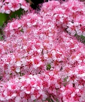 Спирея (Spiraea) японская Спарклинг Шампань d9 h20 18шт