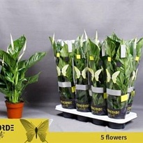 Спатифиллум Свит Рикардо d13 h50 8шт