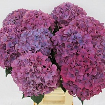 Гортензия Purple Haze дл.60 d20-22 1шт