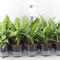 Аглаонема Мария d11 h25 10шт