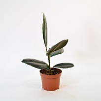 Фикус Абиджан d12 h40 10шт