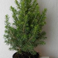 Ель (Picea) канадская Перфекта d19 h45 1шт