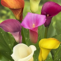 Калла Overig 10шт