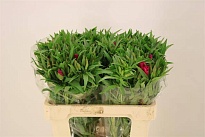 Годеция Grace Red 10шт