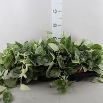 Сциндапсус Пиктус Сильвер Энн d11 h15 12шт