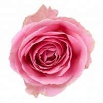 Роза Sian Madam Pink дл.40 10шт