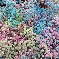 Гипсофила Much Rainbow 750gr 25шт