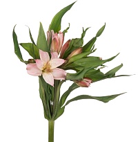 Альстромерия Tessa Rosewood дл.60 10шт