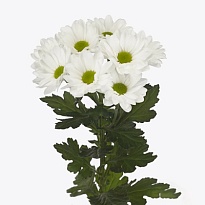Хризантема кустовая Mirana 5шт