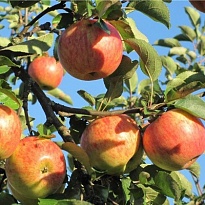Яблоня Орлинка (ЗКС) 2л 1шт