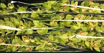 Орхидея Cymbidium Green*6 дл.80 1шт