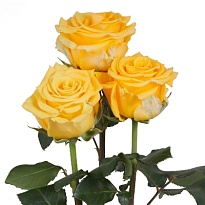 Роза Sonrisa дл.40 10ш
