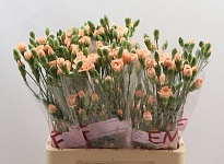 Гвоздика кустовая Salada 10шт