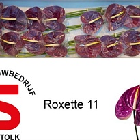 Антуриум Roxette 1шт