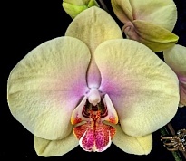 Орхидея Фален. Моне 1 ст d12 h60-70 10шт