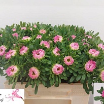 Астра Mats Pink 10шт