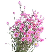Сухоцвет Роданте (гелиптерум) Менглса, 50г, 50 см, розовый