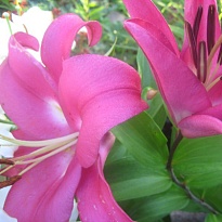 Лилия or. Robina 4/5+ 10шт