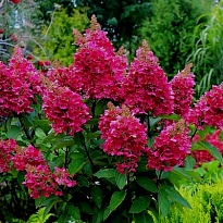 Гортензия (Hydrangea) метельчатая Вимс Ред d9 h25 18шт