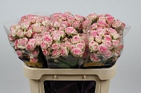 Роза кустовая Dinara дл.70 10шт