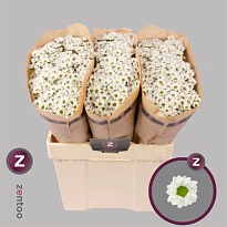 Хризантема сантини Pixel Snowy 25шт