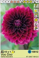 Георгина Ву Ду декор. 1шт*