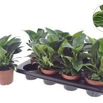 Филодендрон Вайт Вейв d12 h30 8шт