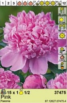 Пион Розовый 1/2 1шт*