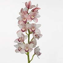 Орхидея Cymbidium Jane*6 дл.80 1шт