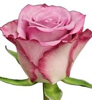 Роза Thriller дл.60 10шт