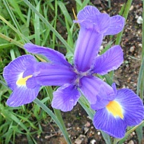 Ирис Prof. blauw 50 шт