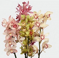 Орхидея Cymbidium Stem mix дл.100 *4 1шт
